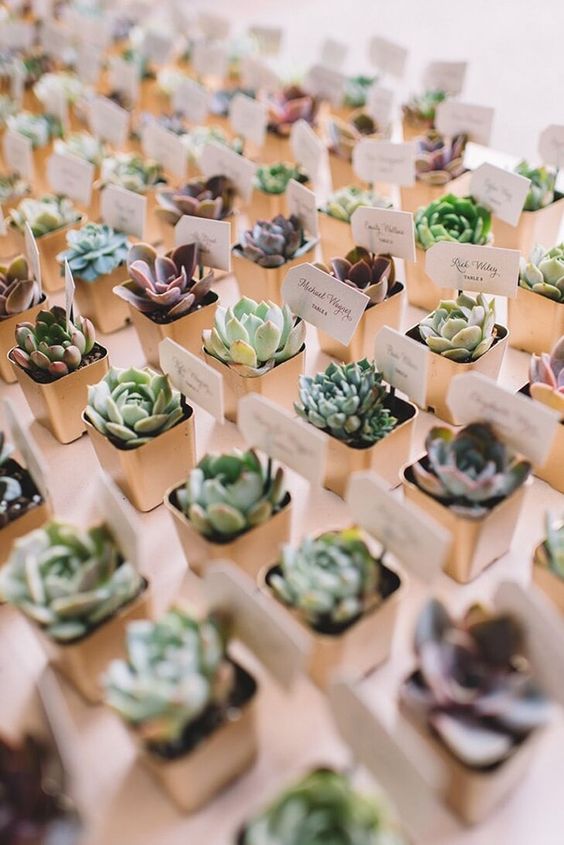 Small succulent pots
